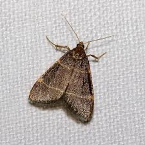 Guru 11 – Moth cover