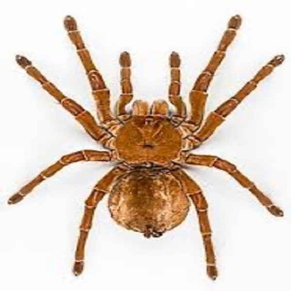 Guru 19 – Spider cover