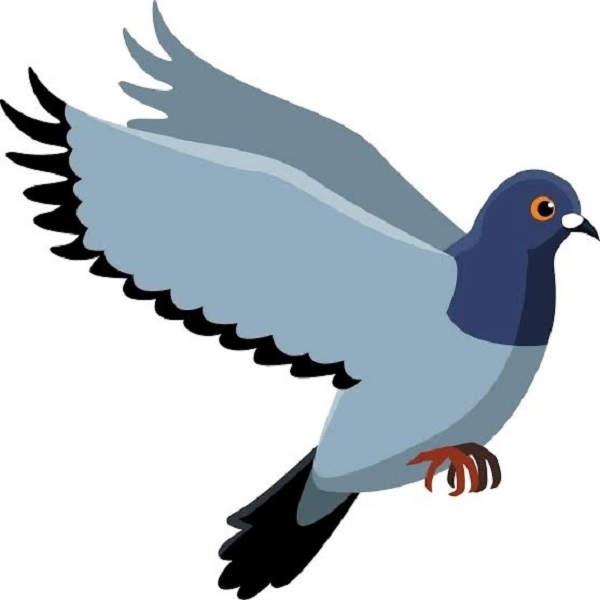 Guru 3 – Pigeon cover