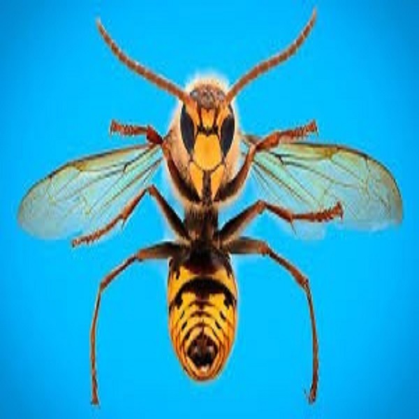 Guru 6 – Wasp cover