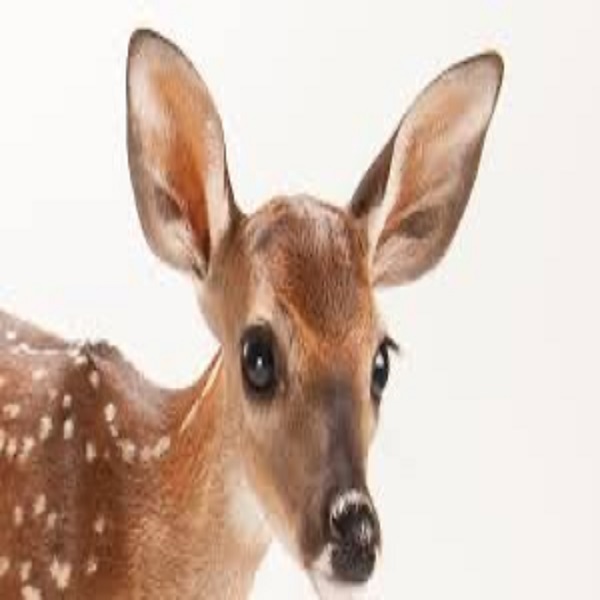 Guru 9 – Deer cover