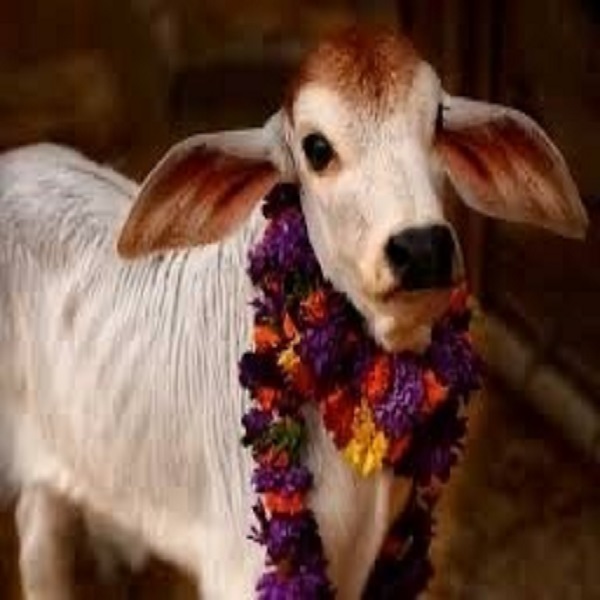 Cows topic cover
