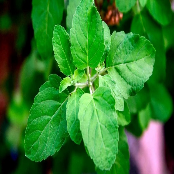 Tulasi topic cover